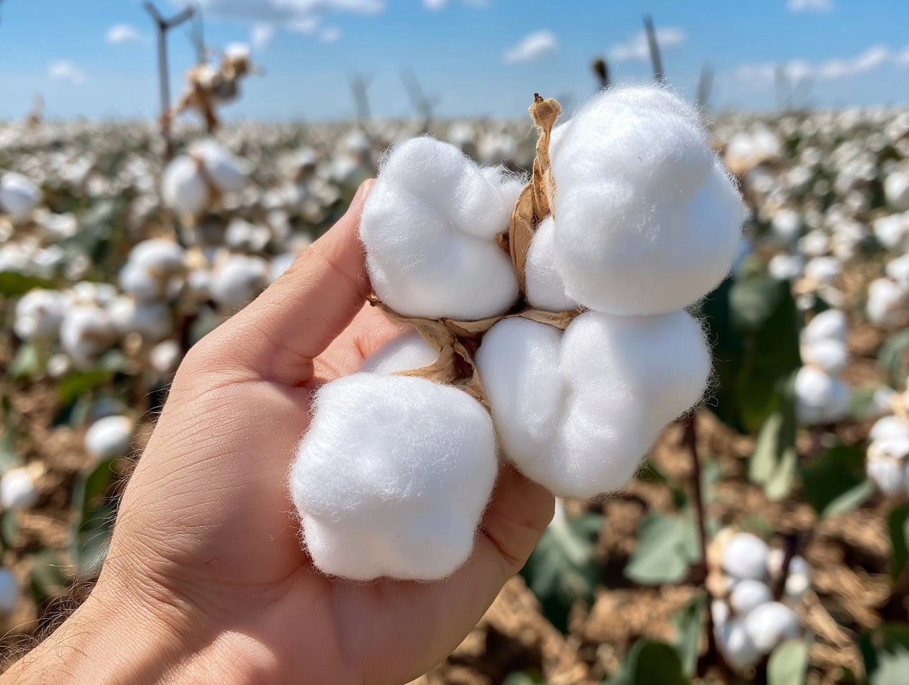 Where is Supima Cotton From? Discover Its Unique Origin