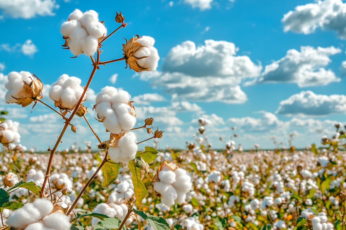 Are Pima and Supima Cotton the Same?